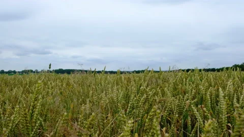 Cereal in the field. Stock Footage 87569062