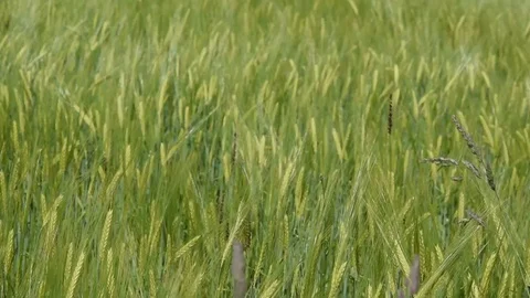 Cereal field Stock Footage 106026901