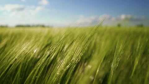 A cereal field for making bread and beer. A large crop of grain. Video stock 151536078
