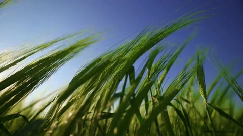 A cereal field for making bread and beer. A large crop of grain. Video stock 151536094