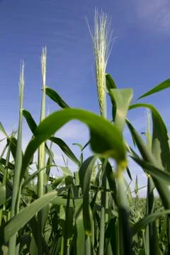 Cereal on a field Foto stock