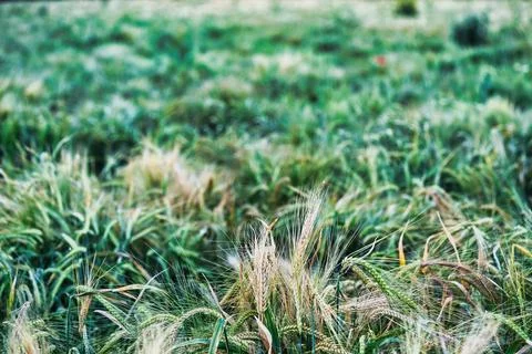 Cereal field Stock Photos