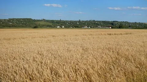 Cereal field with ripened wheat in the wind Stock Footage 115215100