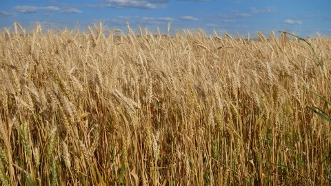 Cereal field with ripened wheat in the wind Stock Footage 115215182