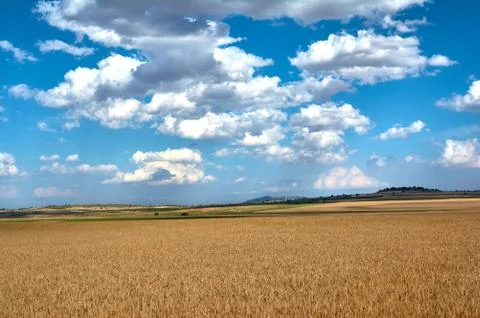 Cereal field rocked by the wind on a cloudy day Stock Photos