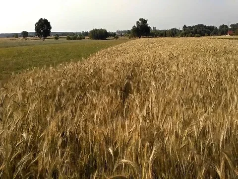 Cereal field rural landscape Stock Footage 80752930