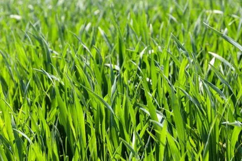 Cereal field, small depth of field Stock Photos