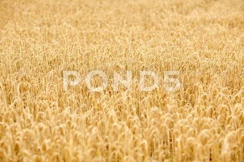 Cereal field with spikelets of ripe rye or wheat Stock Photos