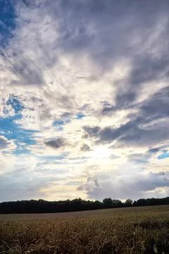 Cereal field in the sunset with dramatic clouds in the sky. Foto stock