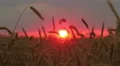 (cereal) field at sunset (sunrise) time HD Footage