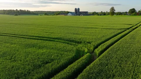Cereal field with warehouse in background Stock Footage 320814645