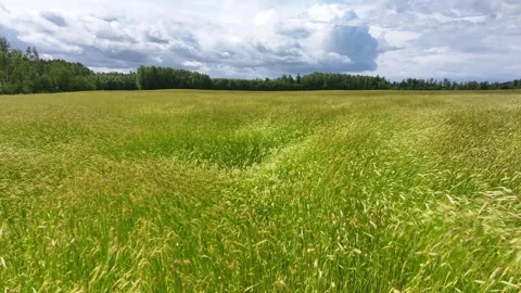 Cereal field waves in the wind Stock Footage 321559199