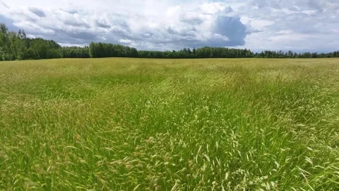 Cereal field waves in the wind on summer day Stock Footage 321559188