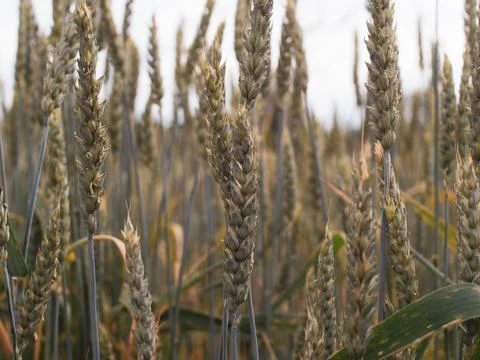 Cereal field with Wheat, in the tuplan. Foto stock