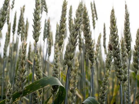 Cereal field with Wheat, in the tuplan. Foto stock