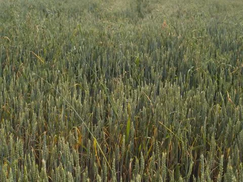 Cereal field with Wheat, in the tuplan. Foto stock