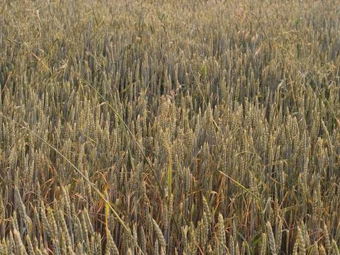 Cereal field with Wheat, in the tuplan. Foto stock