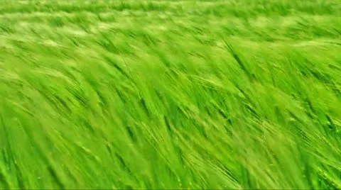 Cereal field in wind Stock Footage 24369900