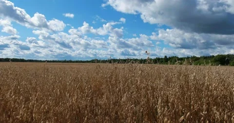 Cereal field, the wind sways the ears Stock Footage 62897531
