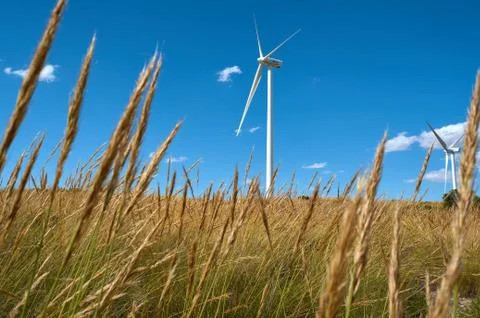 Cereal field with a windmill in the background Stock Photos