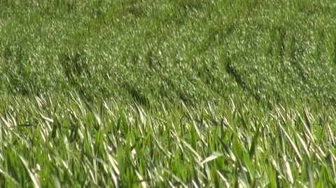 Cereal Field on a Windy Day Stock Footage 62021957