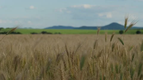 Cereal Fields and Beautiful Cloudy Sky Stock-Footage 199424876