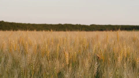 Cereal Fields Close up Video Slider HQ 4K Footage Stock Footage 229120667
