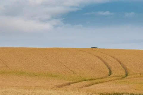 Cereal fields during the summer. Stock Photos