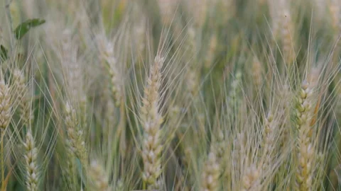 Cereal Fields in Extremely Close up Video Slider HQ 4K Footage Stock-Footage 229120715
