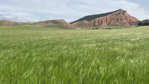 Cereal fields ready to be harvested moved by a light wind, green crops Stock Footage 202632694