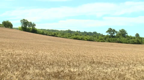 Cereal fields in the rolling hill slopes Stock Footage 50780712