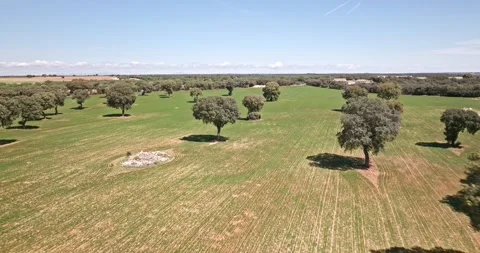 Cereal fields in rural Spain. Stock Footage 239380204