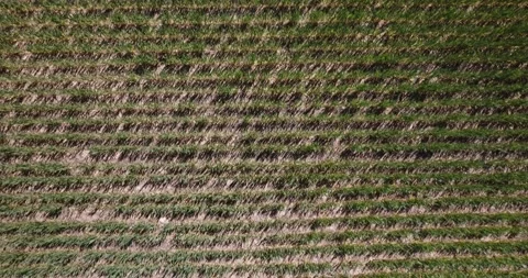Cereal fields in rural Spain. Stock Footage 239380307