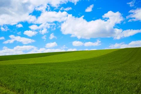 Cereal fields by The Way of Saint James in Castilla Stock Photos