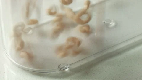 Cereal Filling a Container Stock Footage 130679460