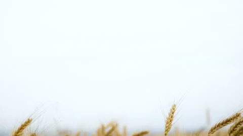 Cereal Stock Footage 134816832