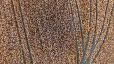 Cereal Stock Footage 134818097
