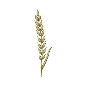 Cereal grain ear illustration symbolizing harvest and nature イラスト素材