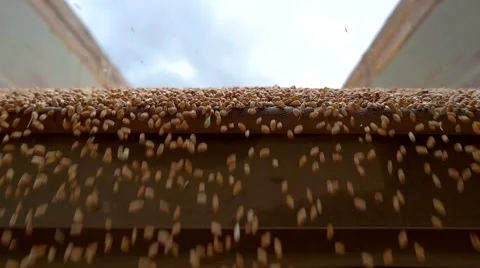 Cereal grains falling in slow-mo. Stock Footage 67321468
