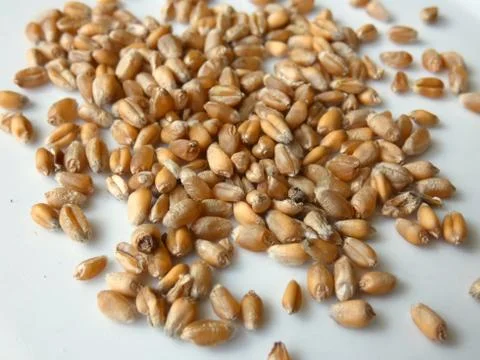 Cereal Grains Stock Photos