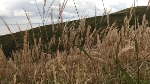 Cereal grass is earring on the slope of the cliff by the sea Stock Footage 233097772