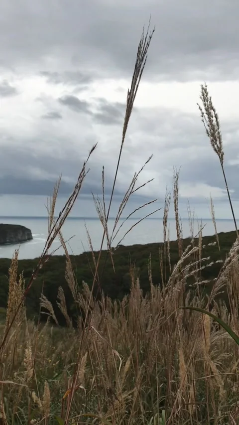 Cereal grass is earring on the slope of the cliff by the sea Stock Footage 233097785