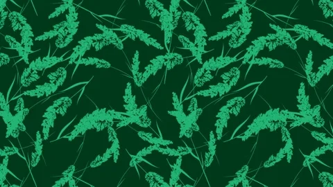 Cereal grass with panicle fluffy crown of meadow grass animated seamless pa.. Stock Footage 263296989