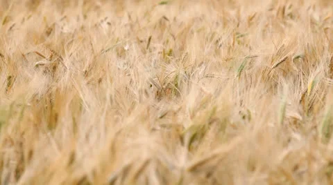 Cereal harvest Video stock 26145179