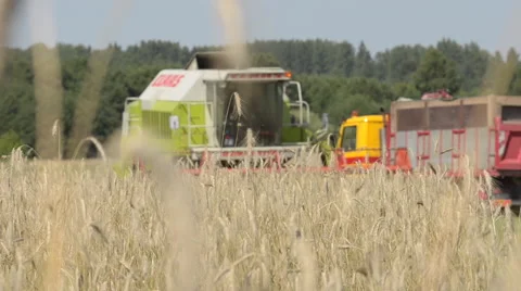 Cereal harvesting and storage Stock Footage 62271248