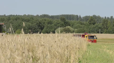 Cereal harvesting and storage Stock Footage 62271289