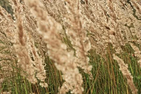Cereal herbal texture Stock Photos