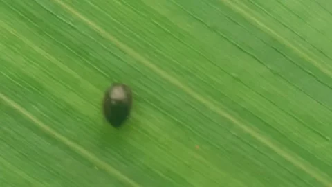 Cereal leaf beetle Stock Footage 171945163