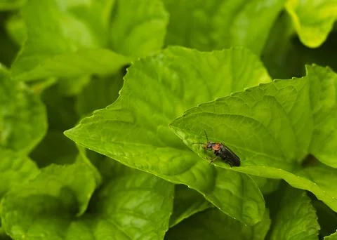 Cereal leaf beetle (Oulema melanopus) on the cereal leaf. Stock Photos