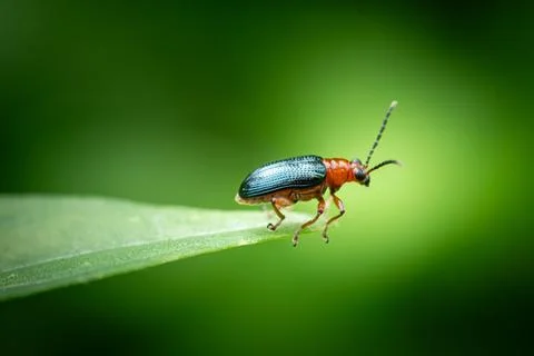 Cereal Leaf Beetle is perched on the tip of the green leaf Stock Photos